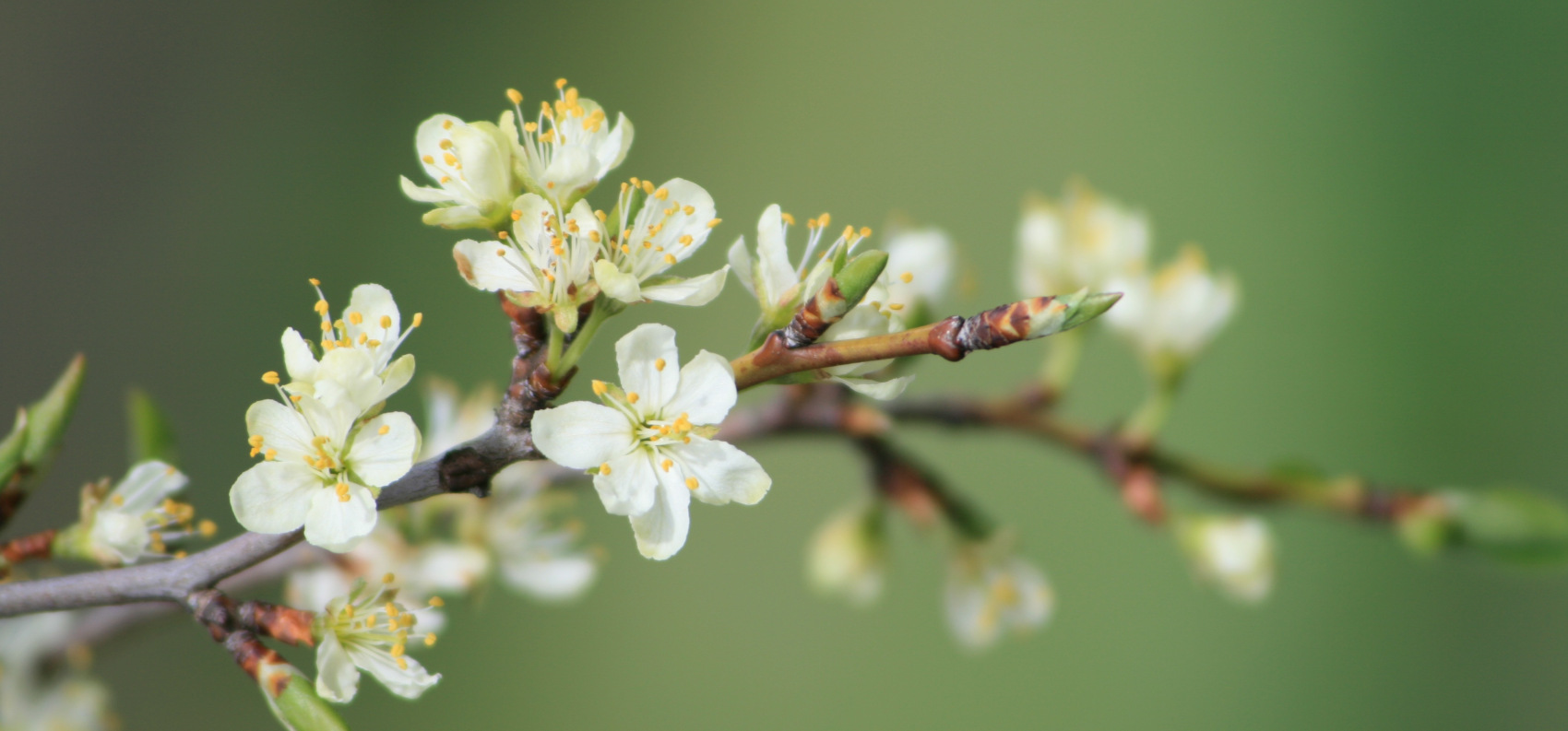 Sonnentage im Frühling